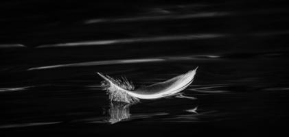 Bird Feather in Black and White photo