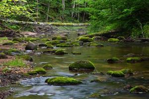 un pequeño río de bosque rocoso en verano foto