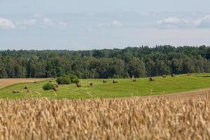 Rural Summer landscapes in Baltic States photo