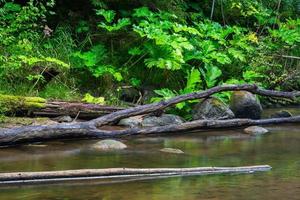 A Small Rocky Forest River in Summer photo