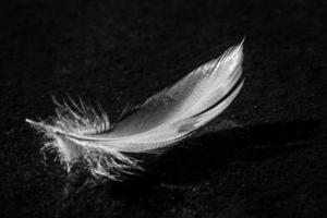 Bird Feather in Black and White photo