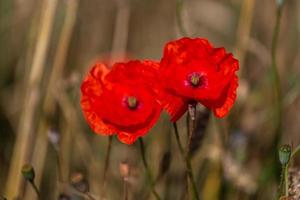 Red Poppies in a Field of Crops photo