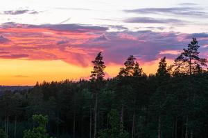 bosques siempreverdes de pinos y abetos foto