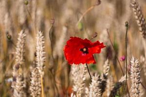 Red Poppies in a Field of Crops photo