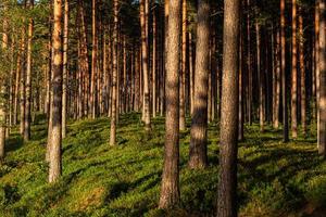 forest in the sunshine photo