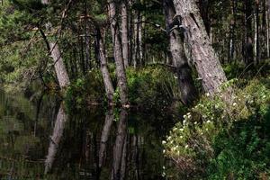 Evergreen Pine and Spruce Forests photo