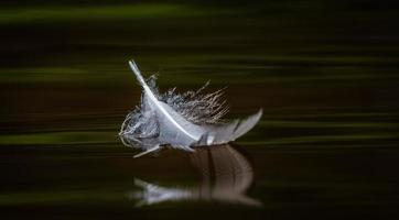 pluma de pájaro blanco sobre el fondo verde foto