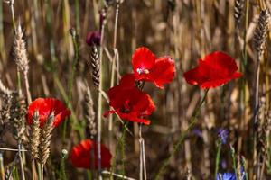 Red Poppies in a Field of Crops photo