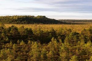 forest in the sunshine photo