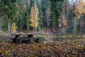 Plant Leaves in Autumn photo