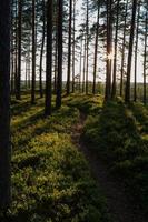 forest in the sunshine photo