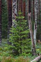 bosques siempreverdes de pinos y abetos foto