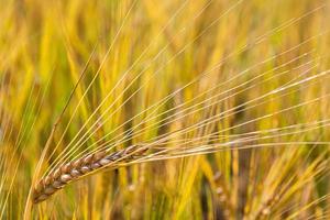 Ripe corn field photo