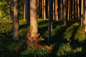 forest in the sunshine photo