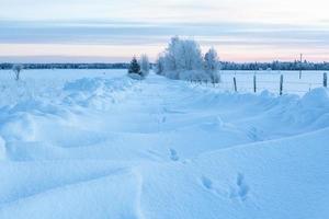 Winter Landscapes in Estonia photo