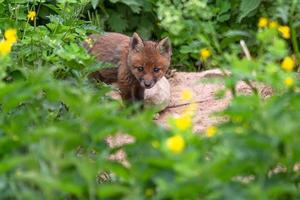Young Foxes in Green Outdoors photo