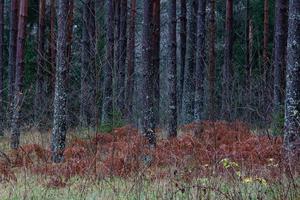 bosques siempreverdes de pinos y abetos foto