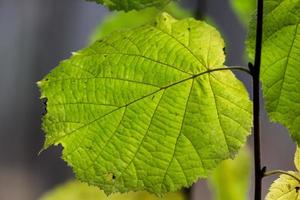 Plant Leaves in Autumn photo