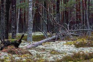 Evergreen Pine and Spruce Forests photo