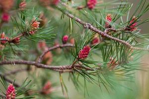 Young Pine Cones photo