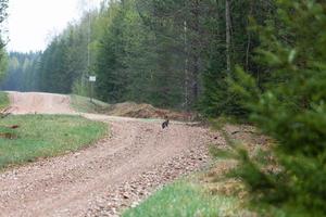 Graveled Country Road photo