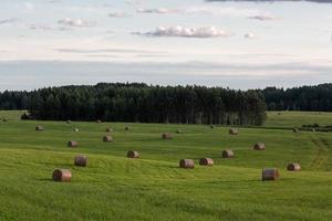 Rural Summer landscapes in Baltic States photo