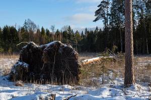 forest in the sunshine photo