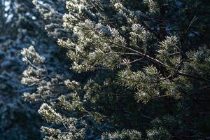 forest in the sunshine photo