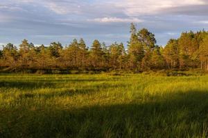 forest in the sunshine photo