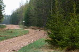 Graveled Country Road photo