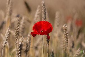 amapolas rojas en un campo de cultivos foto