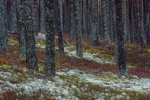 Evergreen Pine and Spruce Forests photo