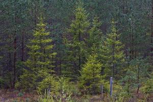 bosques siempreverdes de pinos y abetos foto