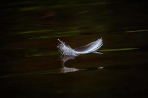 pluma de pájaro blanco sobre el fondo verde foto