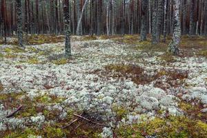 Evergreen Pine and Spruce Forests photo