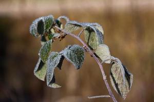 Plant Leaves in Autumn photo