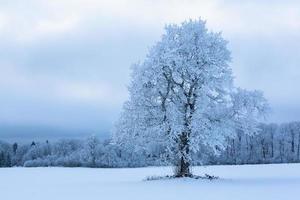 Winter Landscapes in Estonia photo