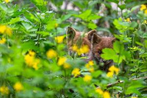 Young Foxes in Green Outdoors photo