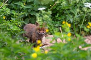 Young Foxes in Green Outdoors photo