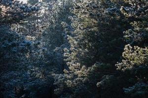 forest in the sunshine photo