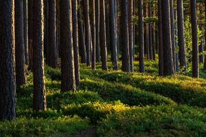 forest in the sunshine photo