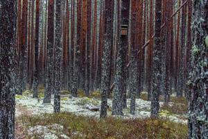 bosques siempreverdes de pinos y abetos foto