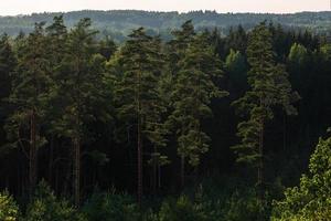 bosques siempreverdes de pinos y abetos foto