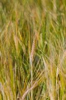 Ripe corn field photo