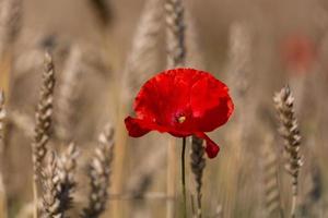 Red Poppies in a Field of Crops photo