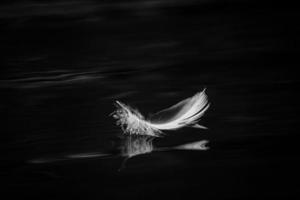 pluma de ave en blanco y negro foto