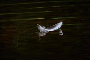 White Bird Feather on the Green Background photo