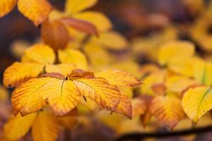 hojas de plantas en otoño foto