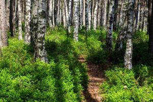 Evergreen Pine and Spruce Forests photo