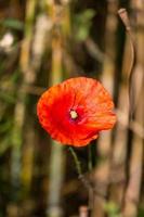 Red Poppies in a Field of Crops photo